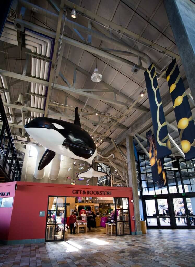 drive-swim-fly-monterey-bay-aquarium-california-monterey-peninsula-orca-whales-gift-shop