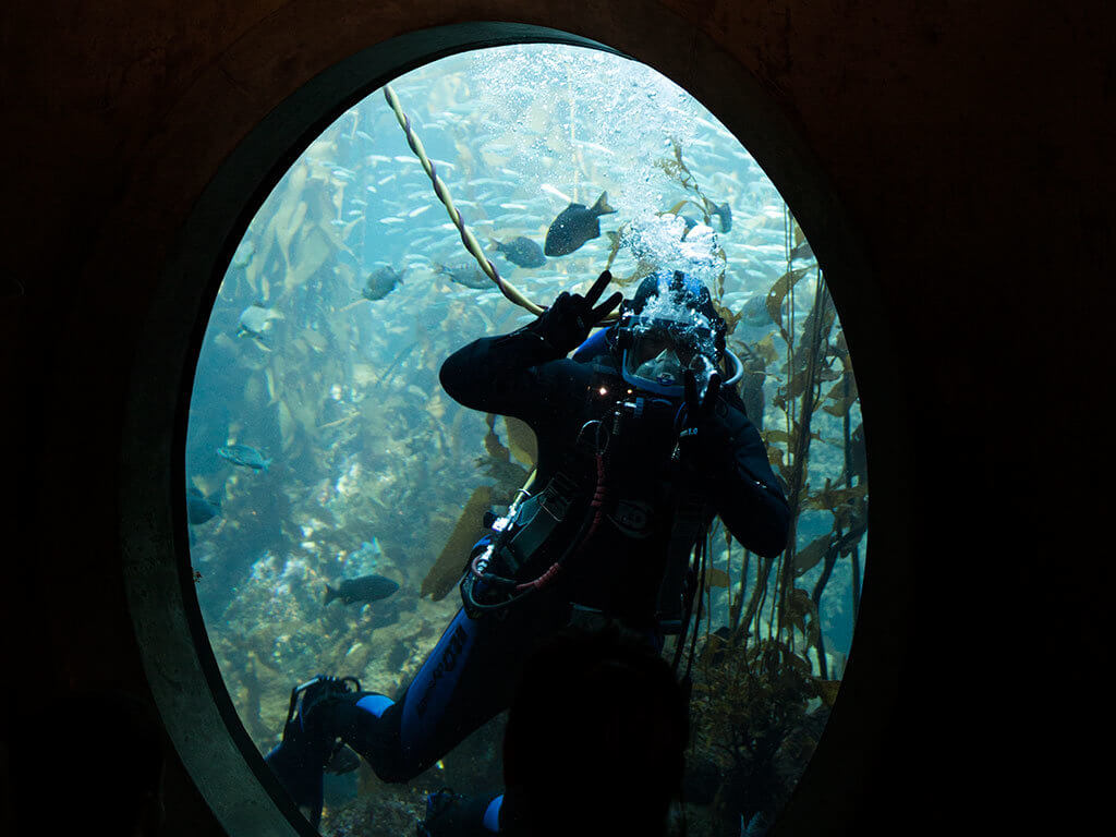 drive-swim-fly-monterey-bay-aquarium-california-monterey-peninsula-scuba-diver