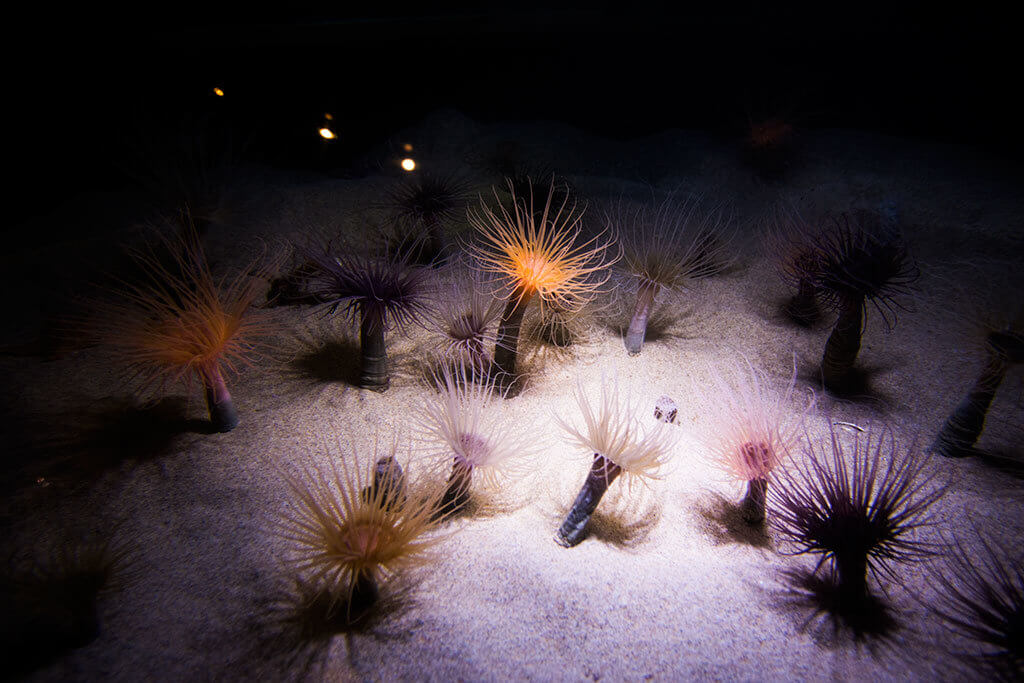 drive-swim-fly-monterey-bay-aquarium-california-monterey-peninsula-sea-anemone