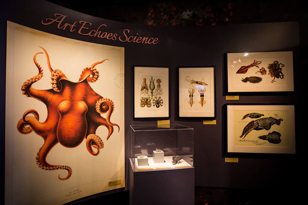 drive-swim-fly-monterey-bay-aquarium-california-monterey-peninsula-tentacles-exhibit-art-wall-art-echoes-science