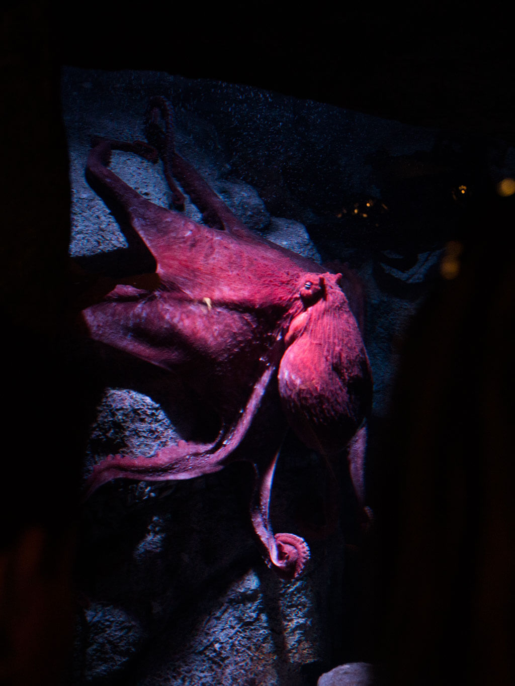 drive-swim-fly-monterey-bay-aquarium-california-monterey-peninsula-tentacles-exhibit-real-octopus