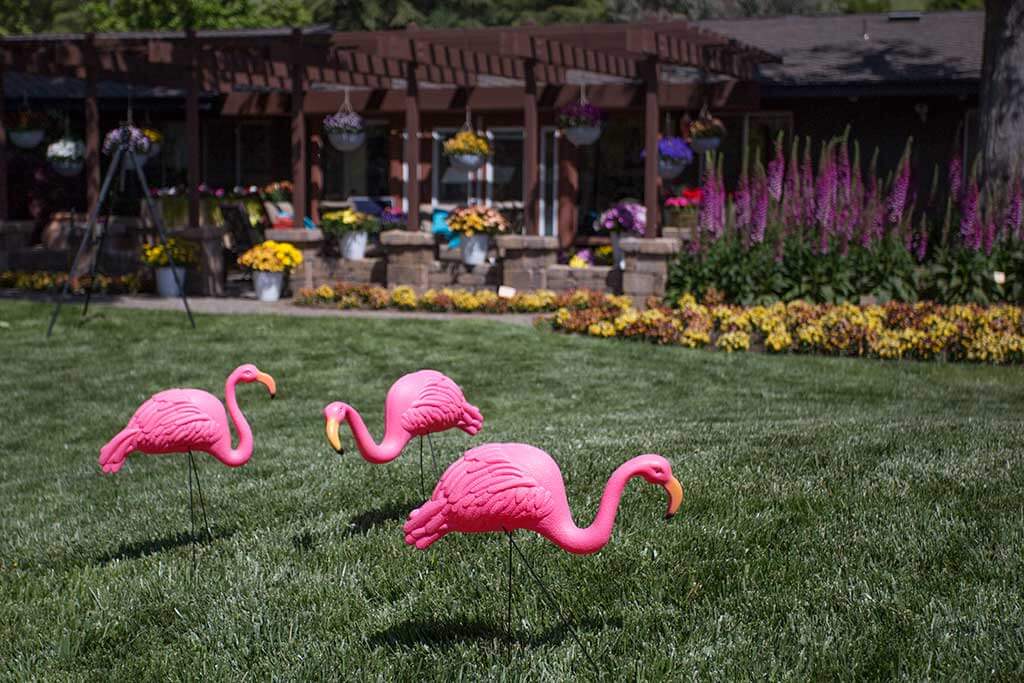drive-swim-fly-california-spring-trials-gilroy-flamingos