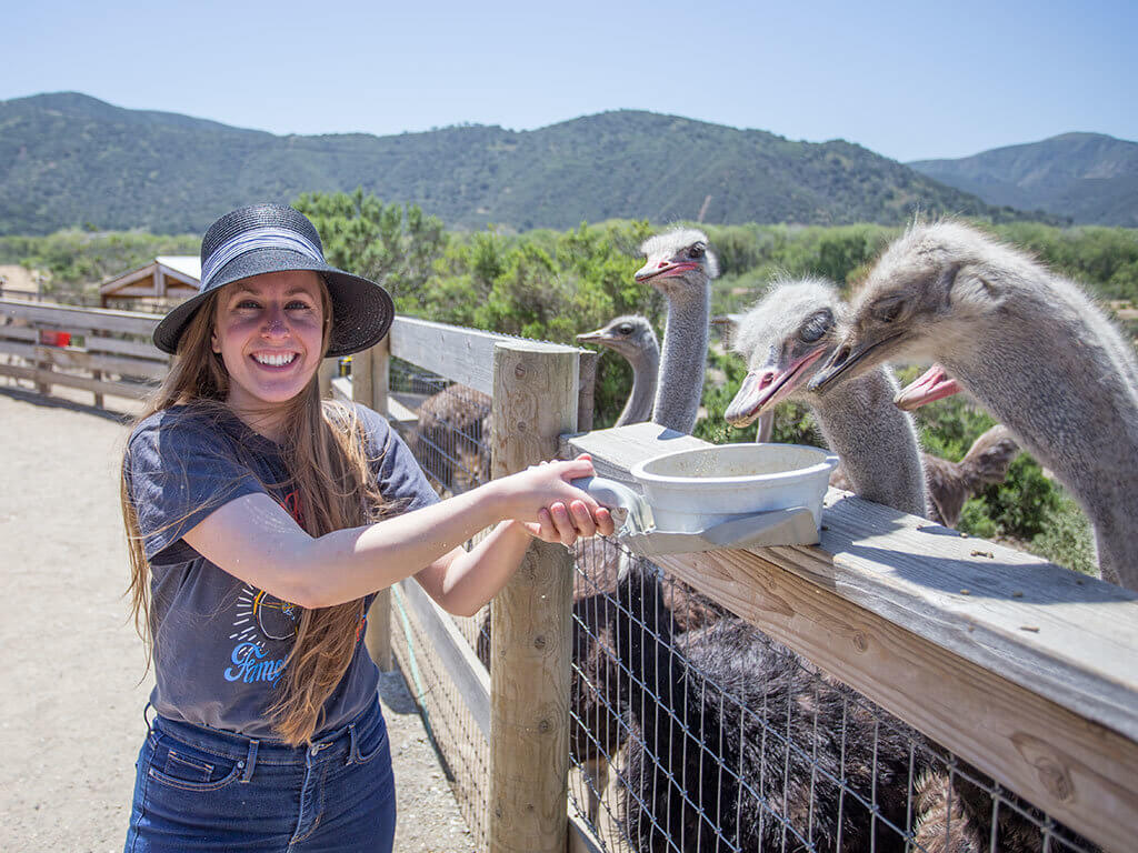 drive-swim-fly-solvang-california-ostrich-land-jessica-feeding-ostriches