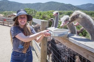 drive-swim-fly-solvang-california-ostrich-land-jessica-feeding-ostriches