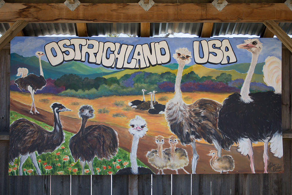 drive-swim-fly-solvang-california-ostrich-land-painted-sign