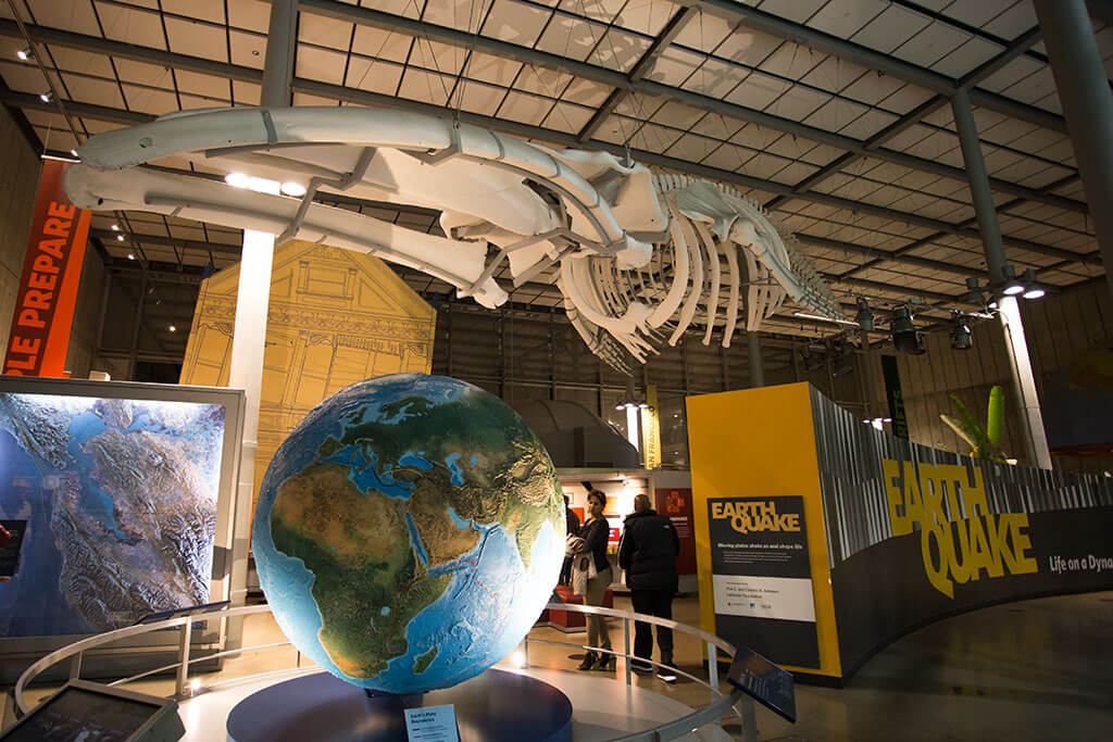 drive-swim-fly-california-academy-of-sciences-san-francisco-nitelife-adult-museum-night-earthquake-exhibit-whale-skeleton