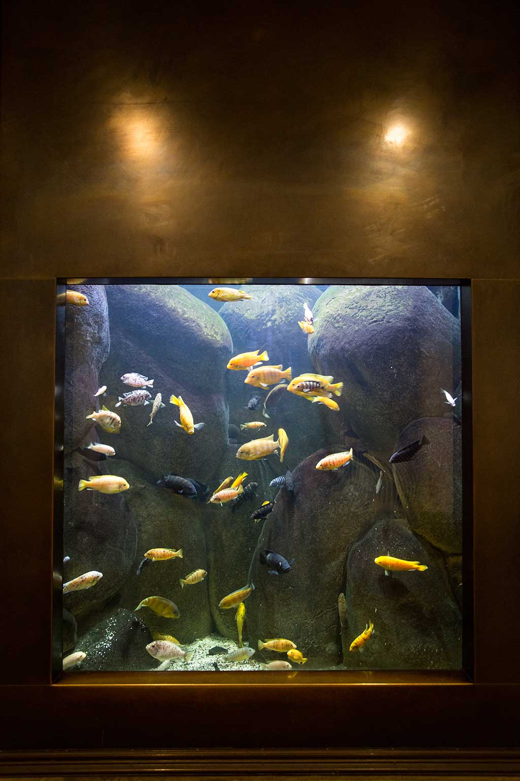 drive-swim-fly-california-academy-of-sciences-san-francisco-nitelife-adult-museum-night-fish-aquarium