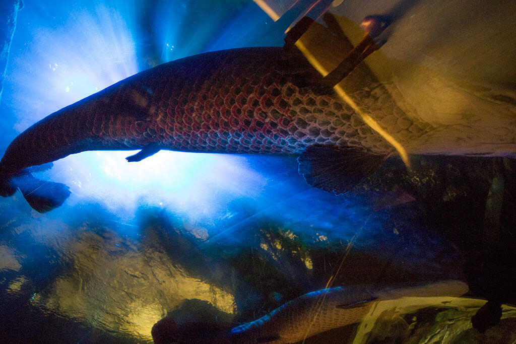 drive-swim-fly-california-academy-of-sciences-san-francisco-nitelife-adult-museum-night-fish-underbelly