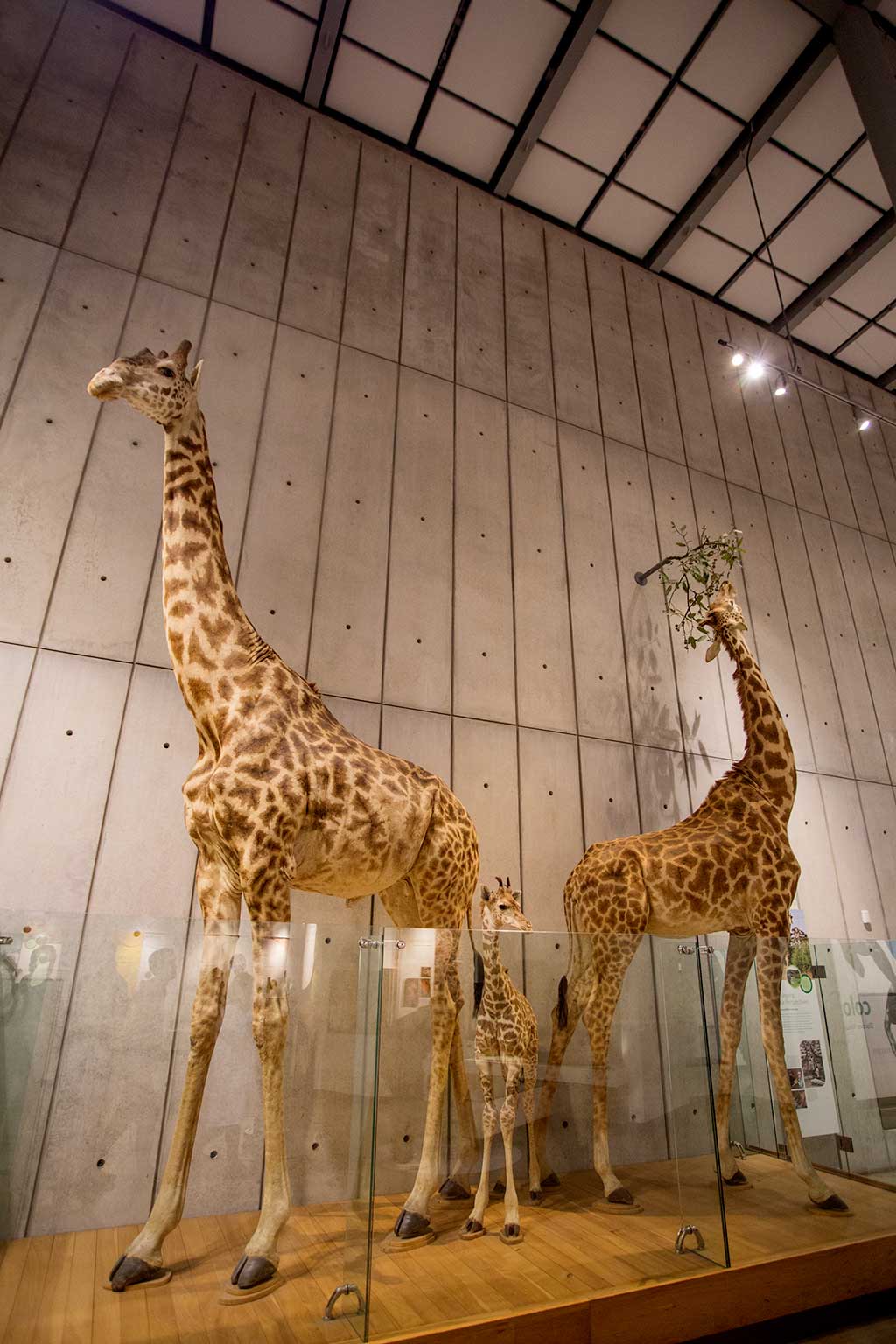 drive-swim-fly-california-academy-of-sciences-san-francisco-nitelife-adult-museum-night-giraffes-taxidermy