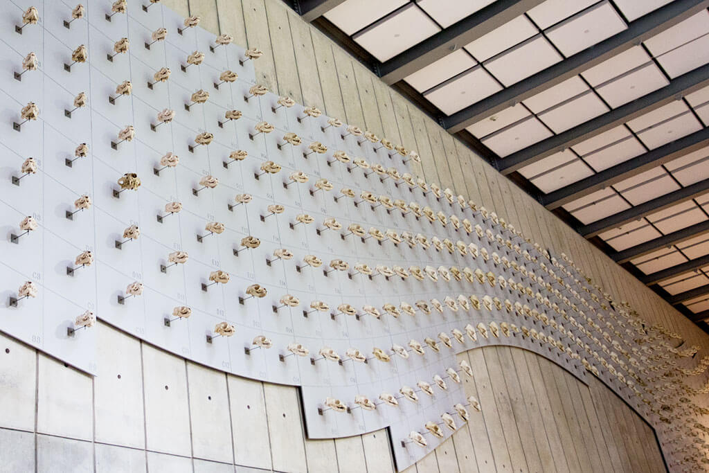 drive-swim-fly-california-academy-of-sciences-san-francisco-nitelife-adult-museum-night-skulls