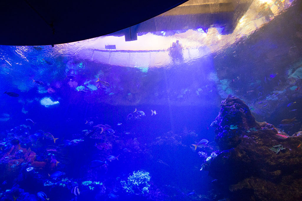 drive-swim-fly-california-academy-of-sciences-san-francisco-nitelife-adult-museum-night-steinhart-aquarium