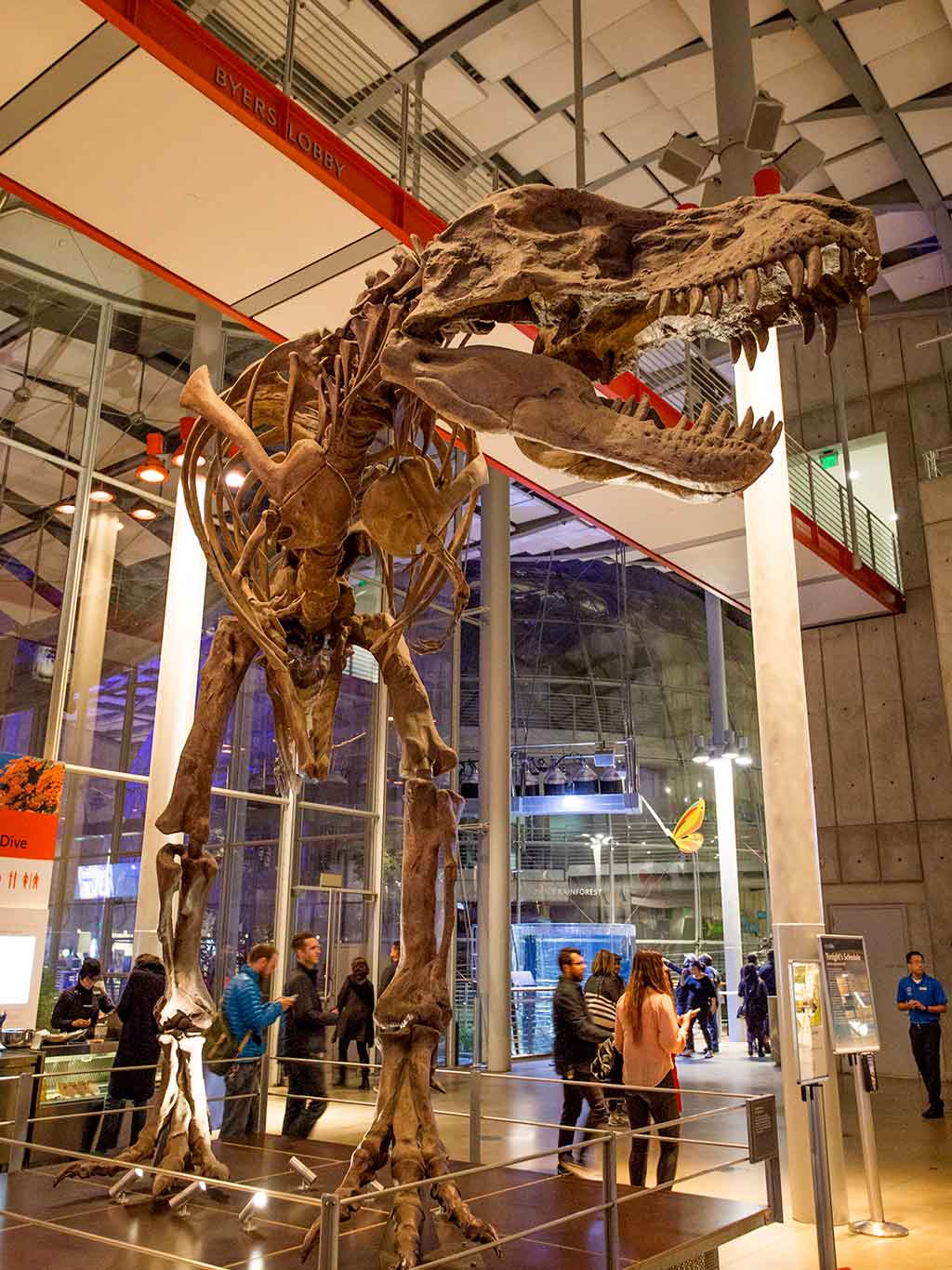 drive-swim-fly-california-academy-of-sciences-san-francisco-nitelife-adult-museum-night-t-rex-skeleton