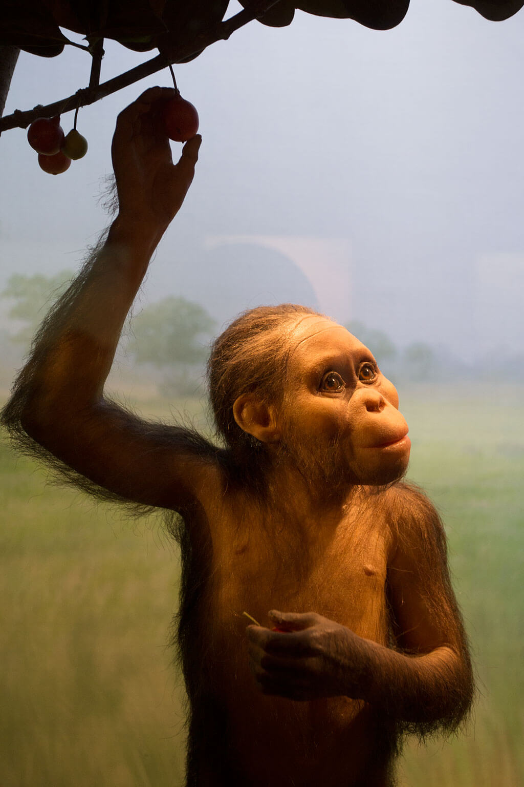 drive-swim-fly-california-academy-of-sciences-san-francisco-nitelife-adult-museum-night-tusher-african-hall-selam-monkey