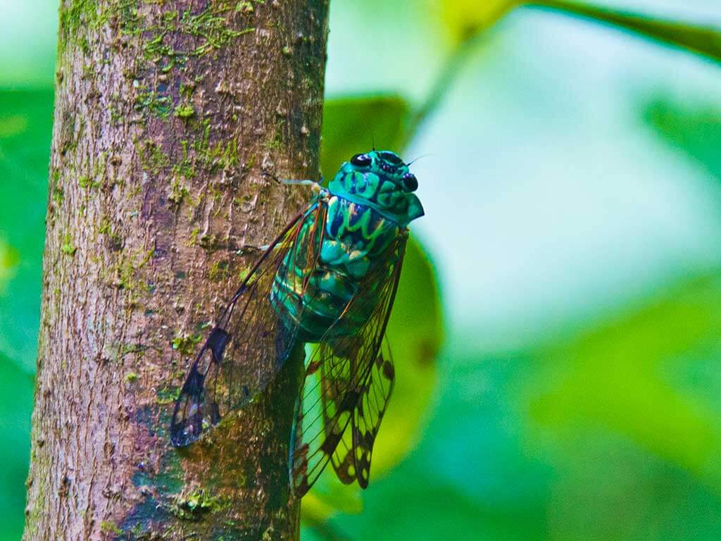 drive-swim-fly-guatemala-central-america-el-faro-antigua-missions-trip-documentary-cicada