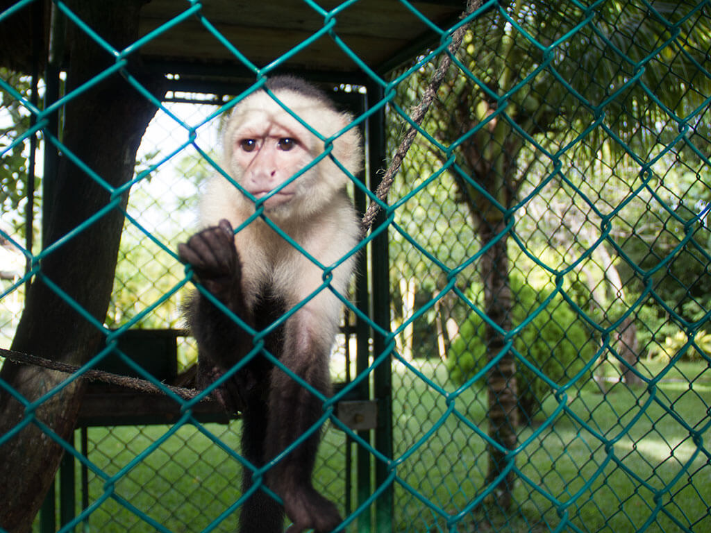 drive-swim-fly-guatemala-central-america-el-faro-antigua-missions-trip-documentary-monkey