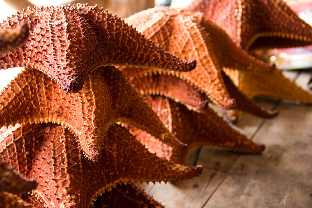 drive-swim-fly-guatemala-central-america-el-faro-antigua-missions-trip-documentary-starfish