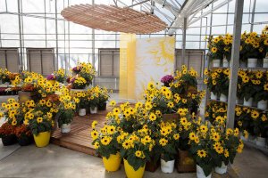 drive-swim-fly-syngenta-flowers-california-spring-trials-gilroy-california-2019-sunfinity-sunflowers-display