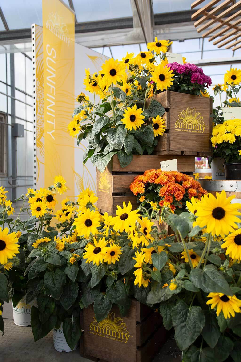 drive-swim-fly-syngenta-flowers-california-spring-trials-gilroy-california-2019-sunfinity-sunflowers