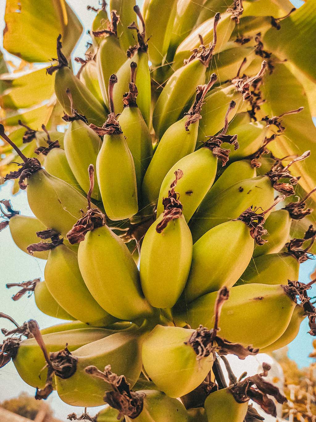 drive-swim-fly-hawaii-big-island-farm-tour-kokoleka-lani-farms-banana-tree-photo-by-gajanand-malethiya-pixabay