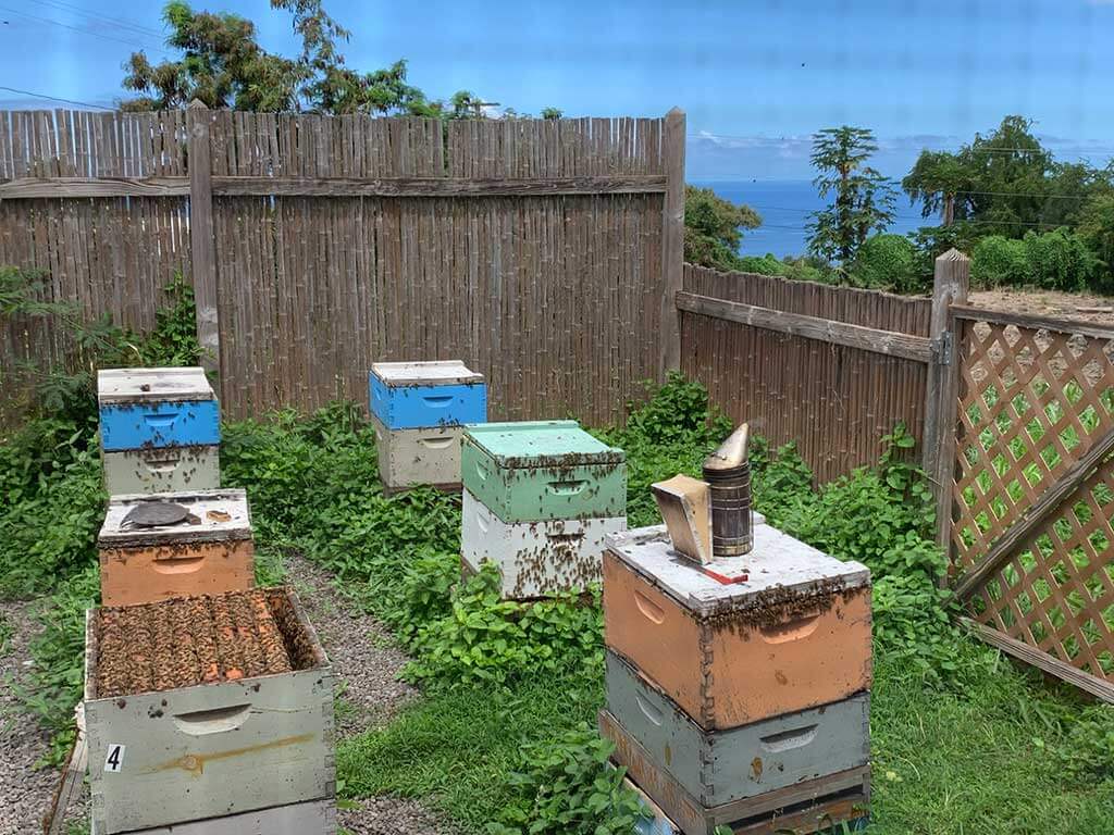 drive-swim-fly-hawaii-big-island-kona-coast-kealakekua-big-island-bees-honey-bee-hive