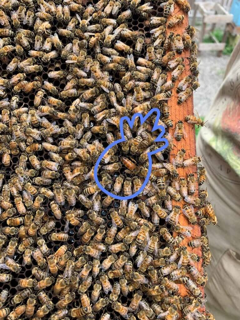 drive-swim-fly-hawaii-big-island-kona-coast-kealakekua-big-island-bees-honey-queen-bee-outline