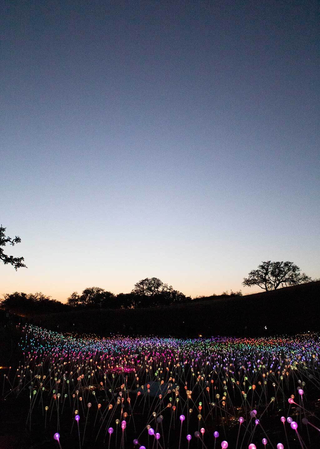 drive-swim-fly-paso-robles-california-sensorio-experience-bruce-munro-led-lights-art-installation-gallery-nature-field-of-light-6