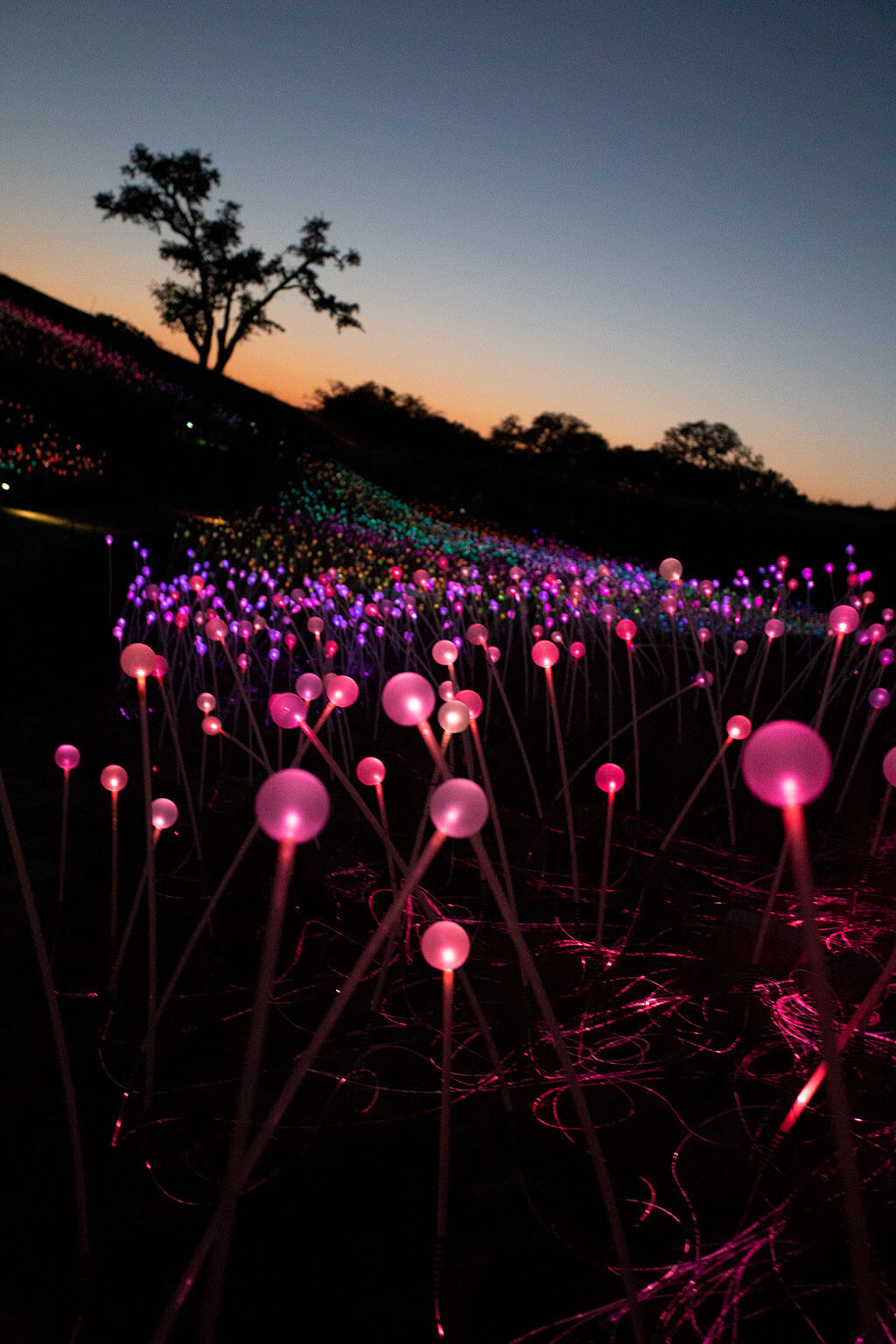 drive-swim-fly-paso-robles-california-sensorio-experience-bruce-munro-led-lights-art-installation-gallery-nature-field-of-light-7