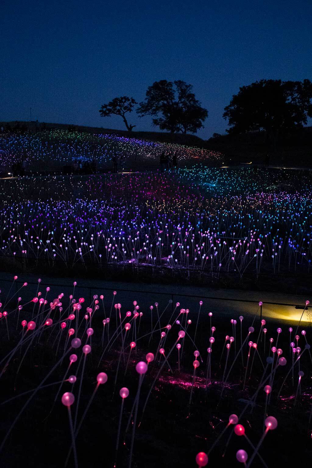 drive-swim-fly-paso-robles-california-sensorio-experience-bruce-munro-led-lights-art-installation-gallery-nature-field-of-light-8