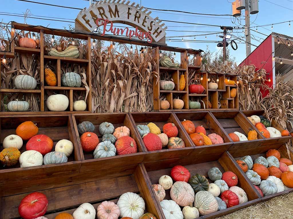 drive-swim-fly-chicago-illinois-jacks-pumpkin-pop-up-pumpkin-patch-selfie-farm-fresh-shop