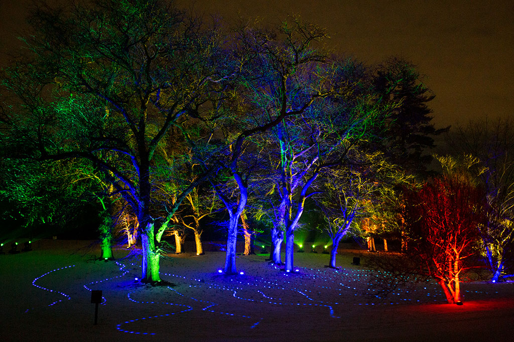 drive-swim-fly-lisle-illinois-morton-arboretum-illumination-holiday-lights-winter-celebration-blue-trees