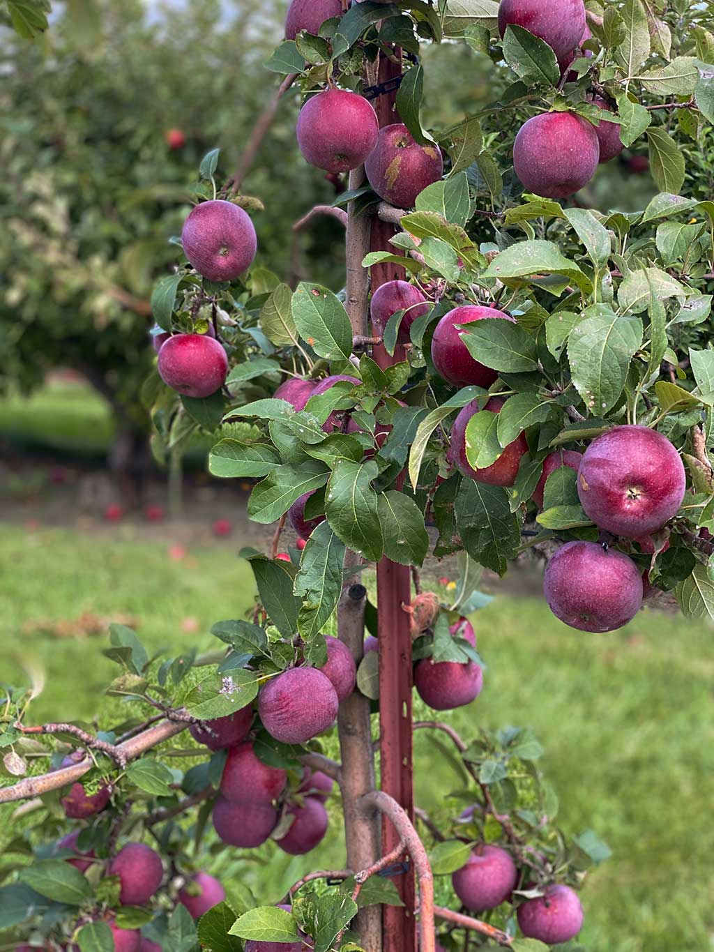 drive-swim-fly-malta-illinois-jonamac-apple-orchard-apple-picking-pumpkin-patch-apples