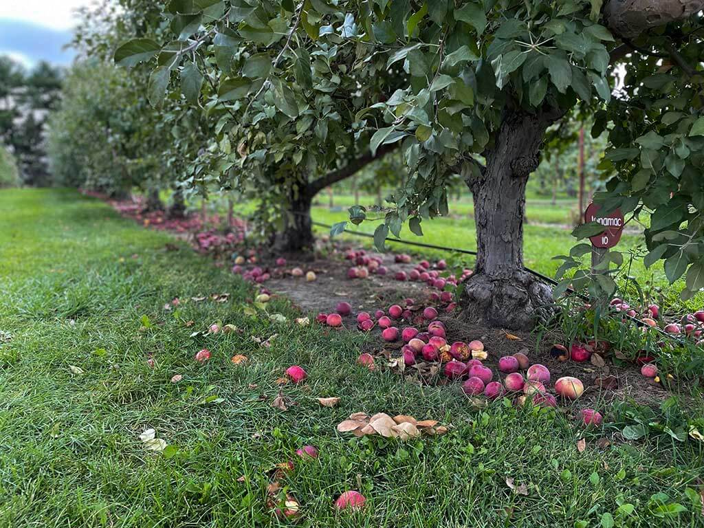 drive-swim-fly-malta-illinois-jonamac-apple-orchard-apple-picking-pumpkin-patch-fallen-apples