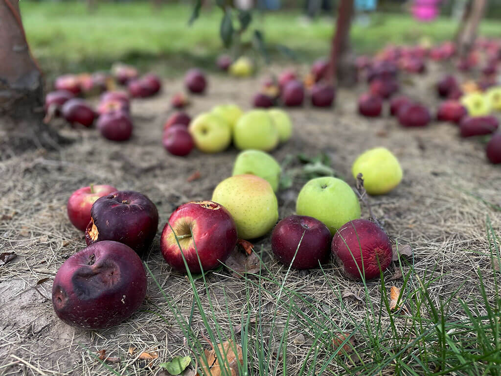 drive-swim-fly-malta-illinois-jonamac-apple-orchard-apple-picking-pumpkin-patch-rotten-apples