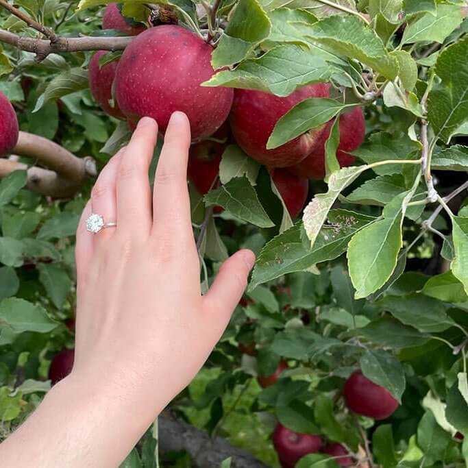 drive-swim-fly-malta-illinois-jonamac-apple-orchard-apple-picking-hand-ring