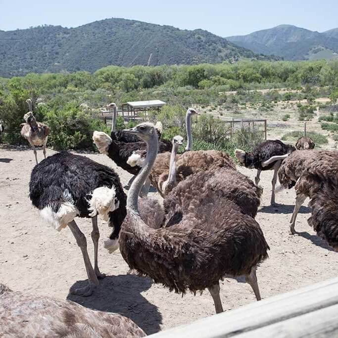 drive-swim-fly-solvang-california-ostrich-land-habitat