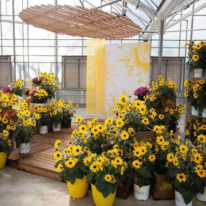 drive-swim-fly-syngenta-flowers-california-spring-trials-gilroy-california-2019-sunfinity-sunflowers-display